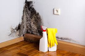 Best Environmental Consulting for Mold Prevention  in Oriska, NY